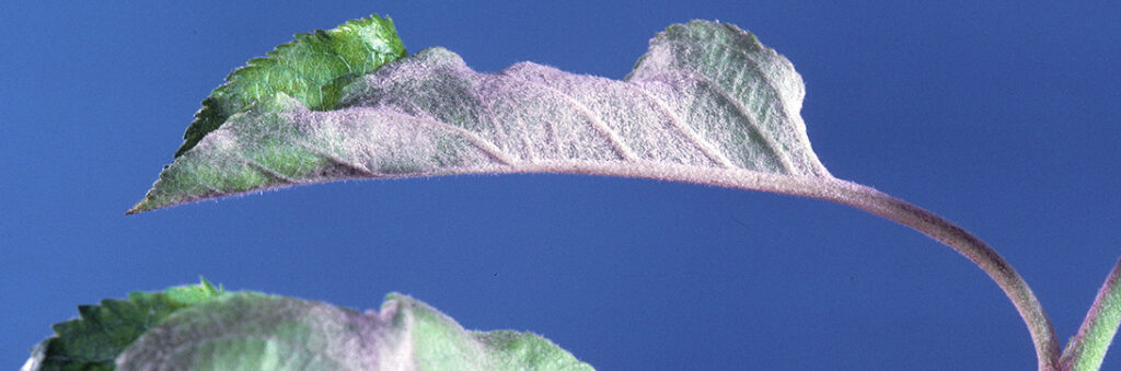 Apple pest powdery mildew