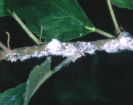 Apple pest woolly aphid