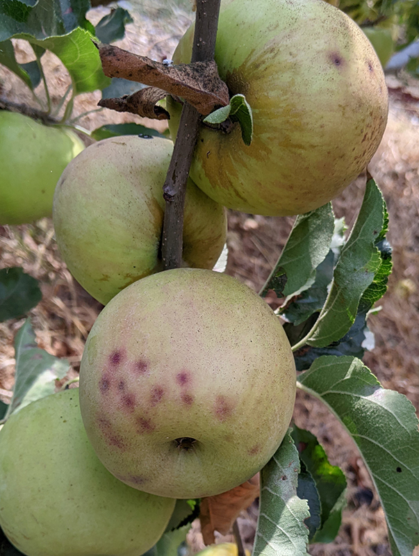 Apple pest bitter pit