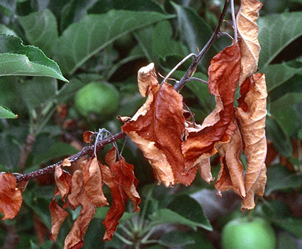 Apple pest fireblight