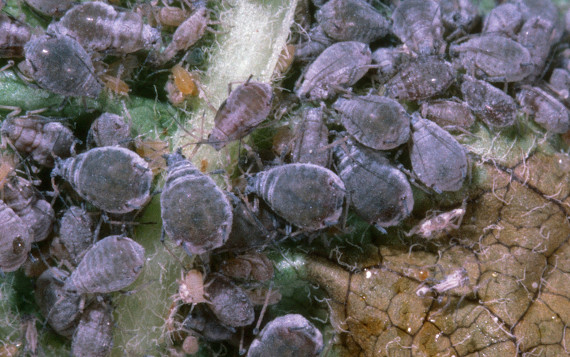 Apple pest rosy apple aphid