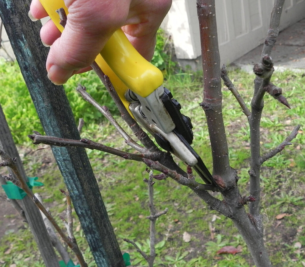 Winter Pruning
