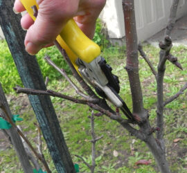 Winter Pruning