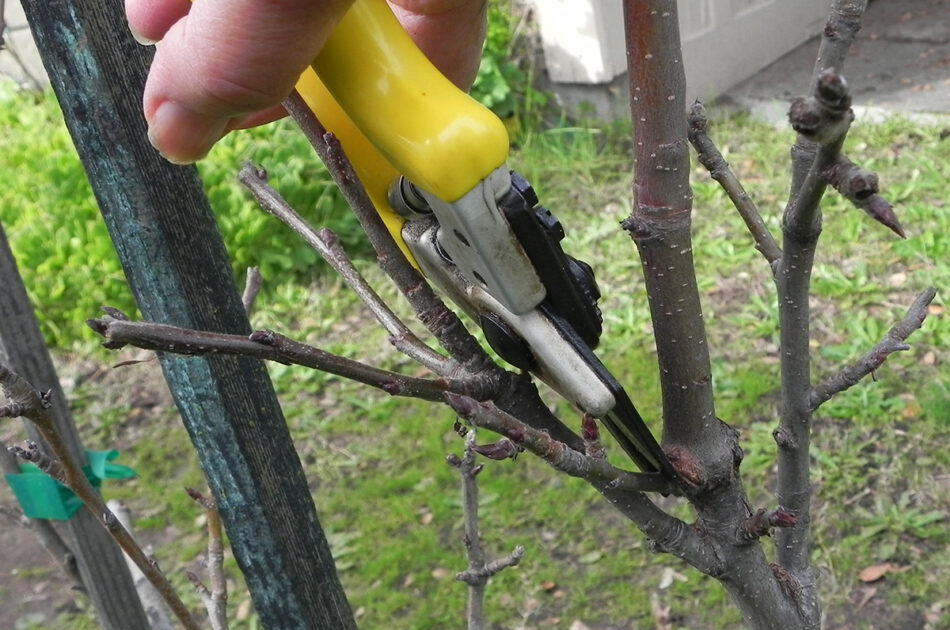 Winter Pruning
