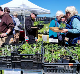 Spring Shindig ABG Plant Sale