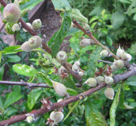 Unculled peach branch