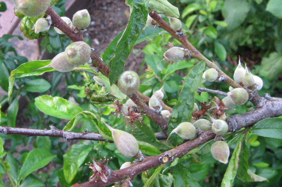 Unculled peach branch