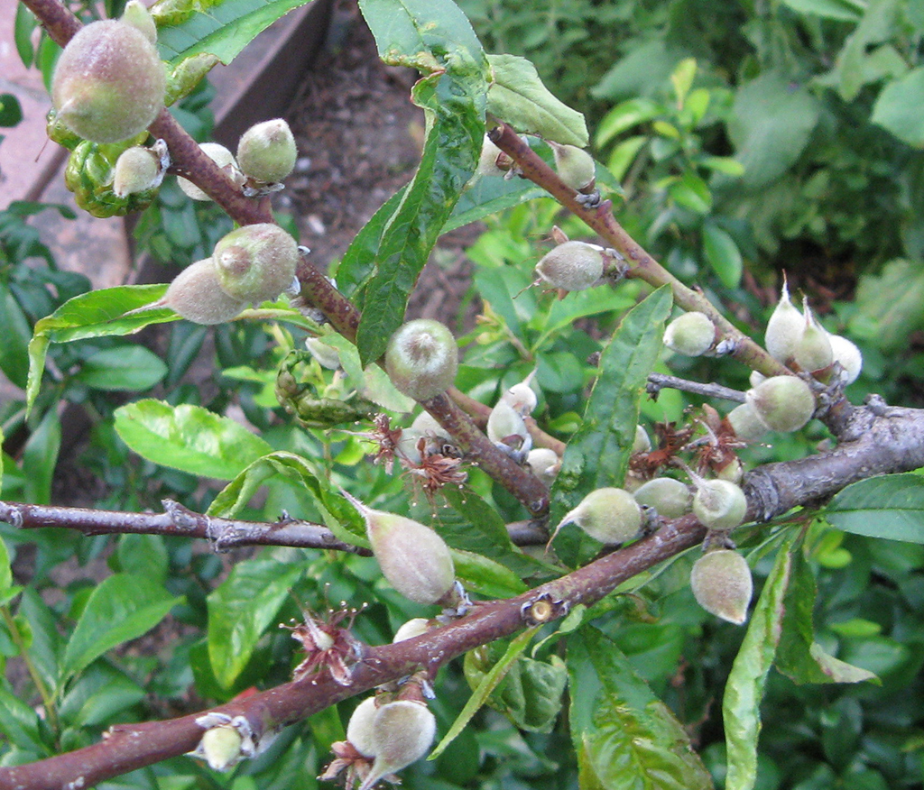 Unculled peach branch