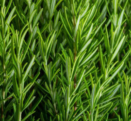 rosemary