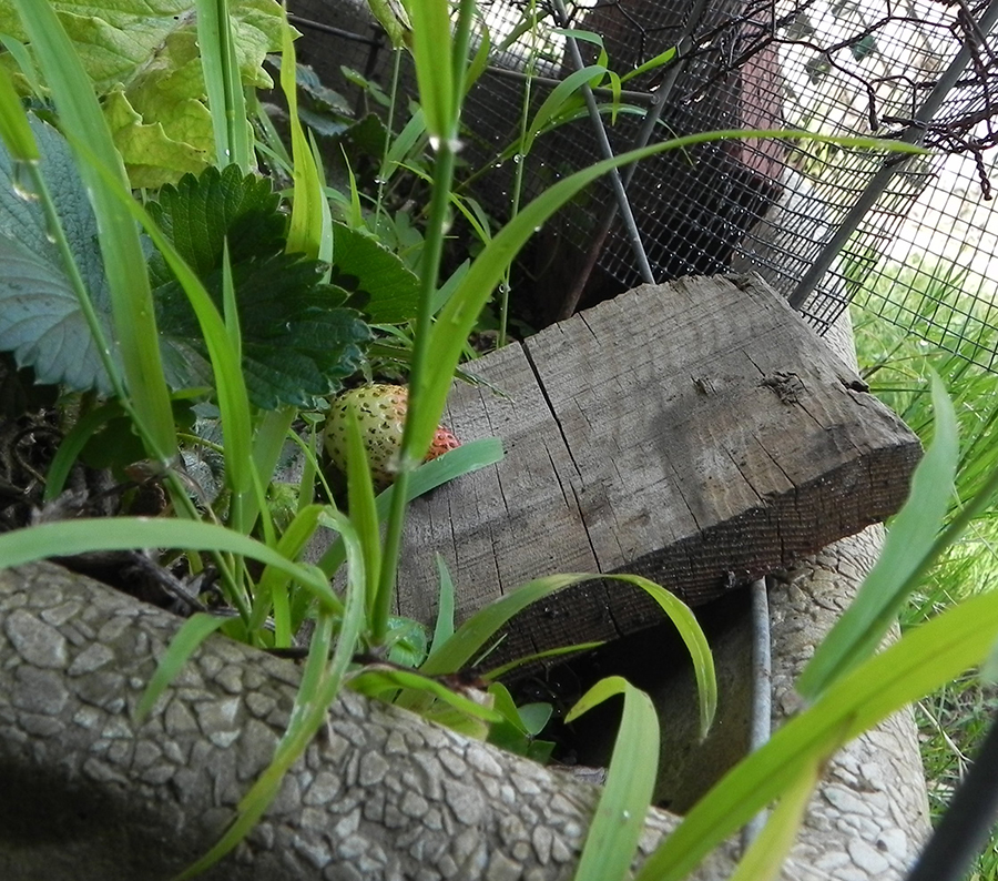 Plant Support Trivet