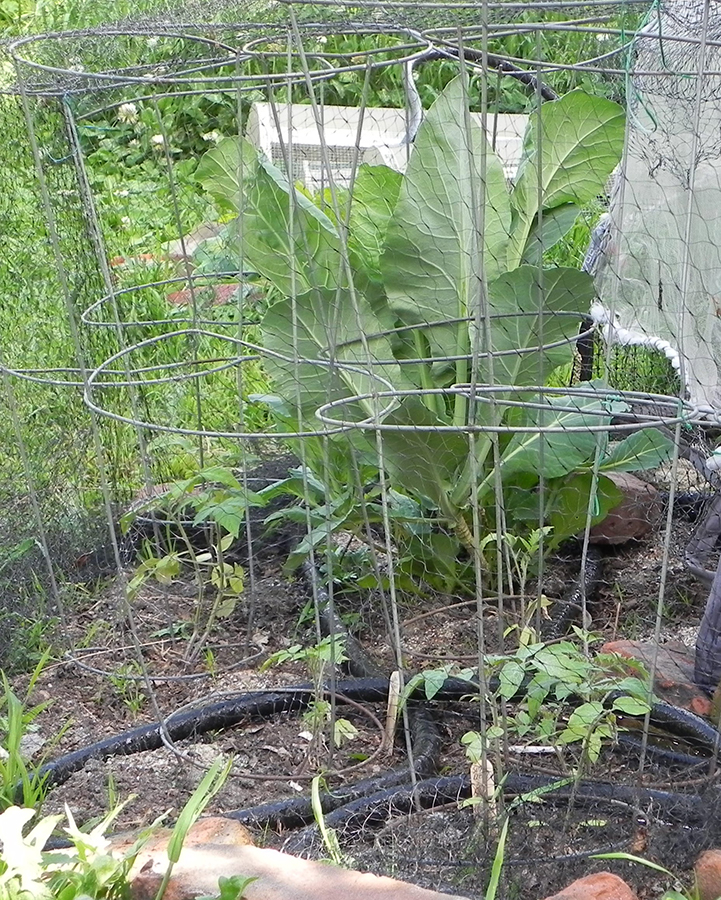 Plant Support tomatoes
