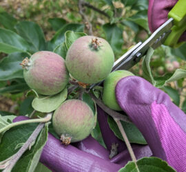 June Drops Apple Cluster thinning
