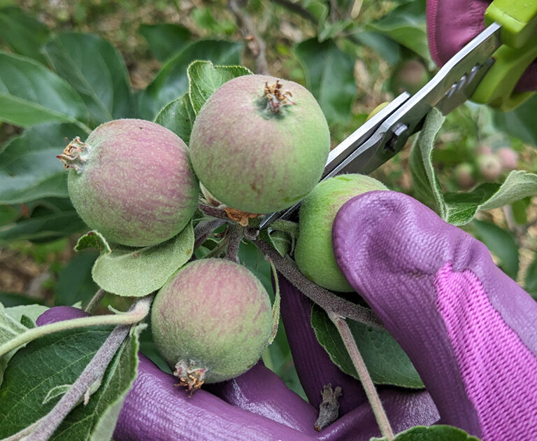June Drops Apple Cluster thinning