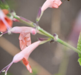 Stop using neonicotinoids