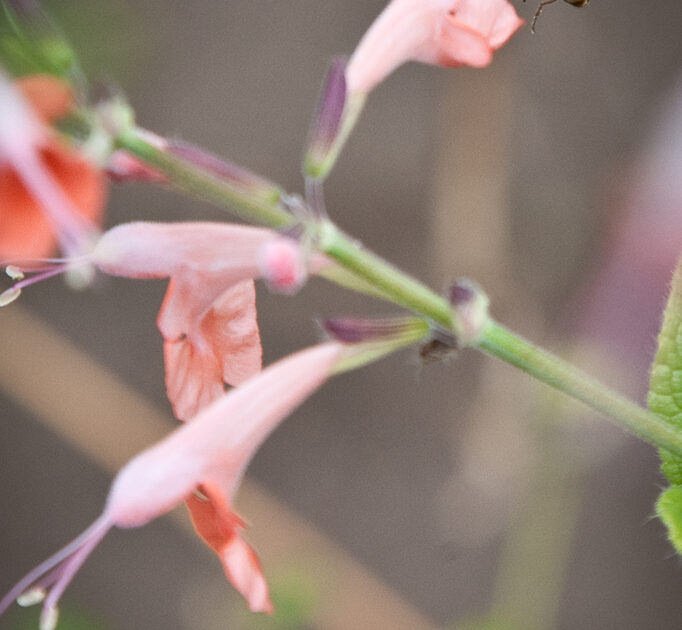 Stop using neonicotinoids