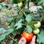 Growing tomatoes