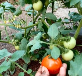 Growing tomatoes