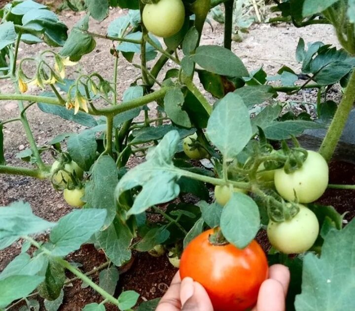 Growing tomatoes