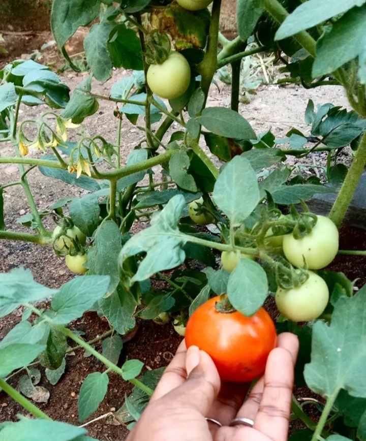 Growing tomatoes