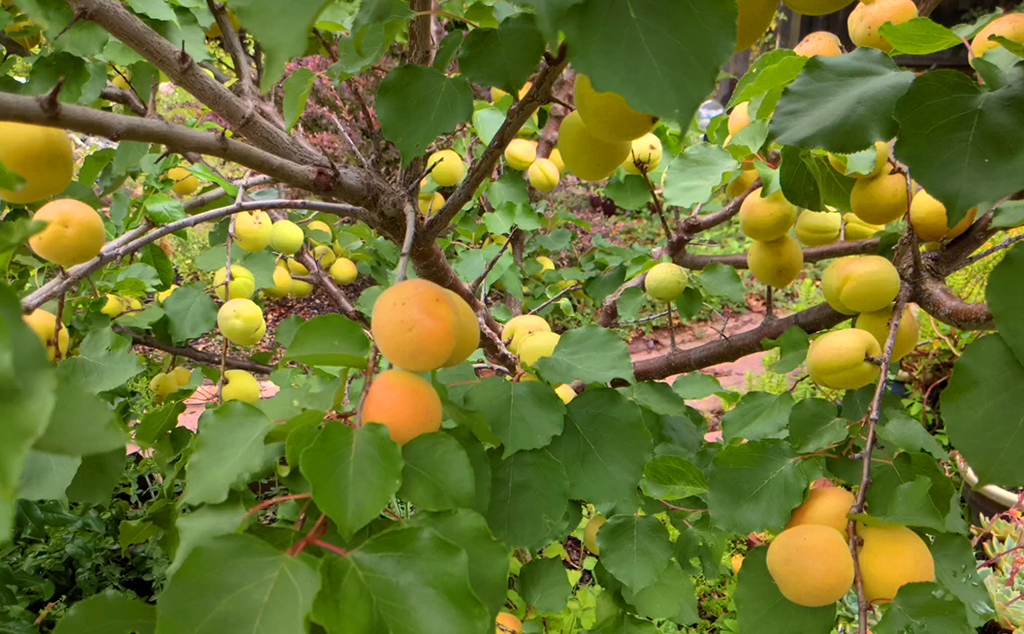 Blenheim apricot