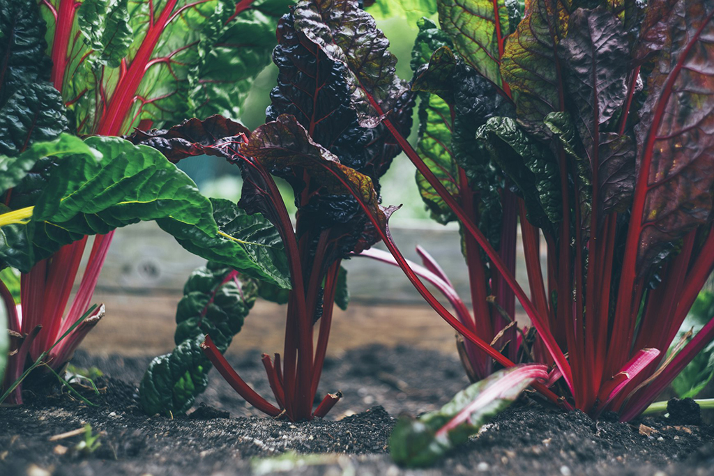 Chard