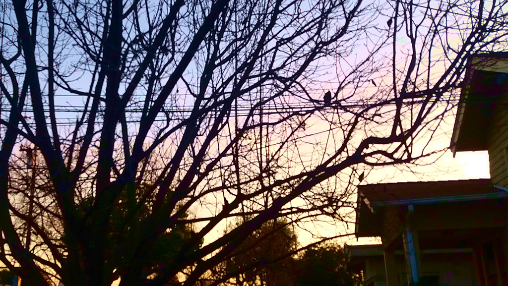 Dormant Prunus cerasifera