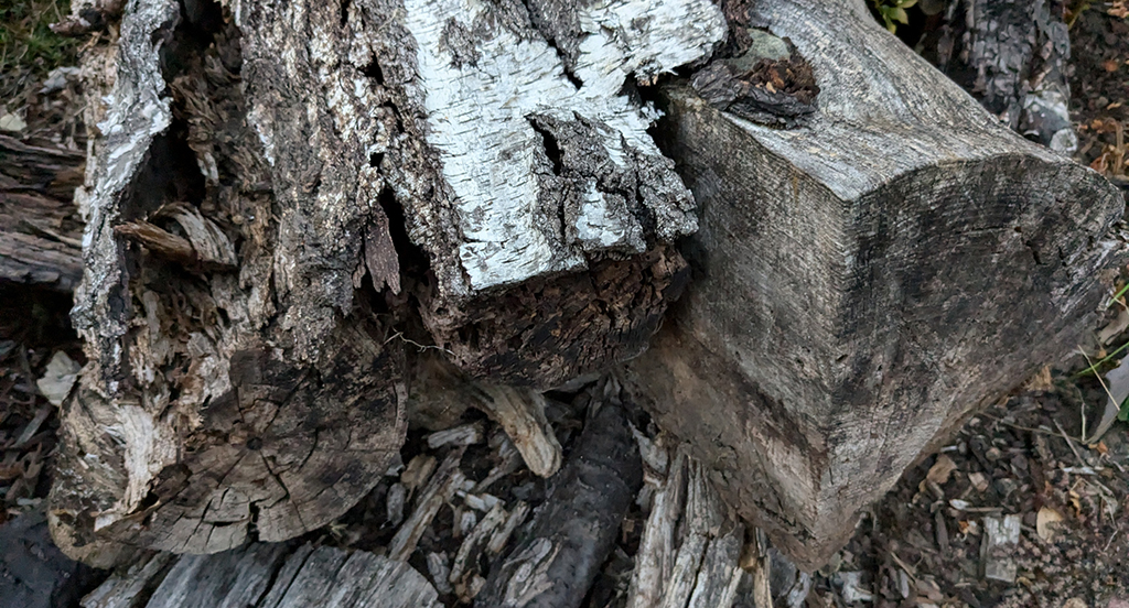 Hardwood logs