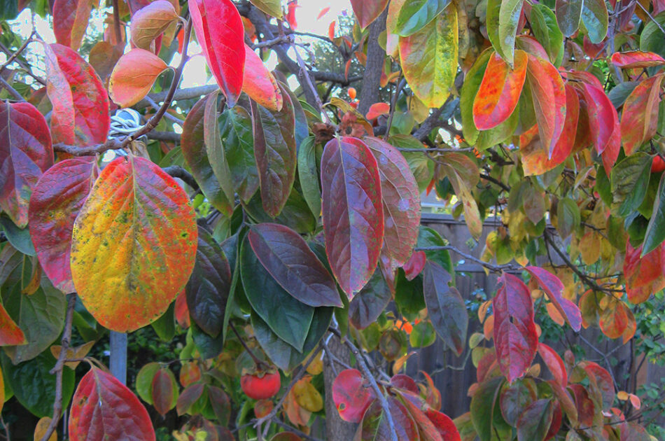 Persimmon leaves