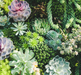 Succulents