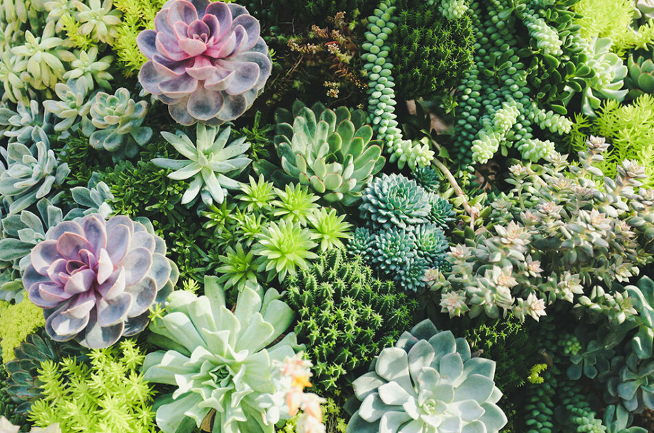 Succulents