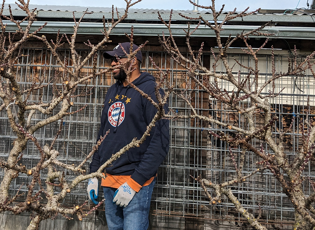 Dormant peach and nectarine trees