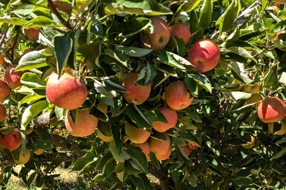 Pink Lady apples in September