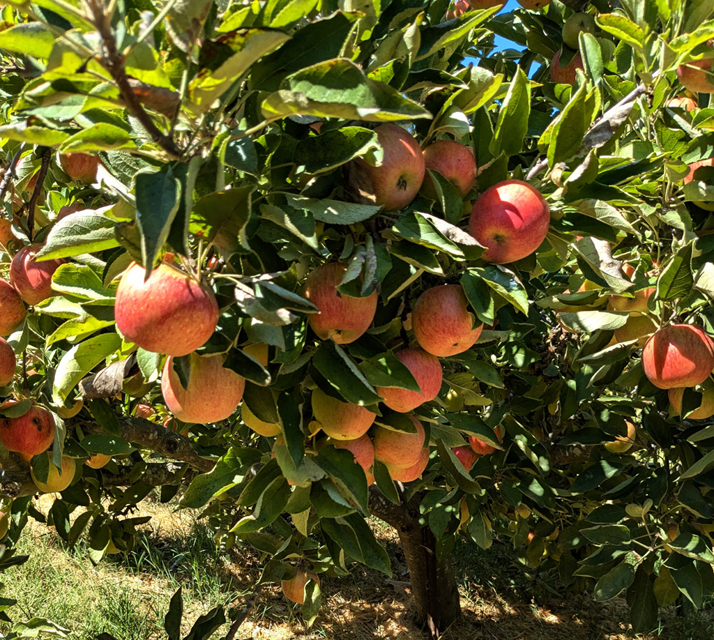 Pink Lady apples in September