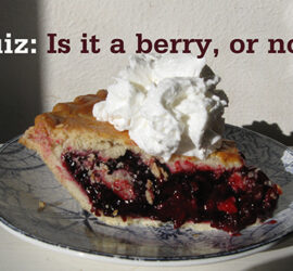 Berry or not