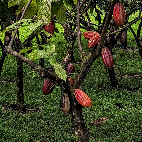 cocoa