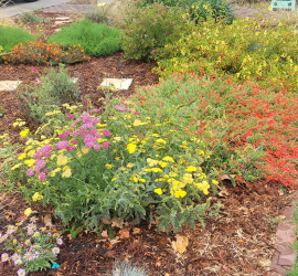 Native California Plants