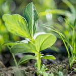 seedling