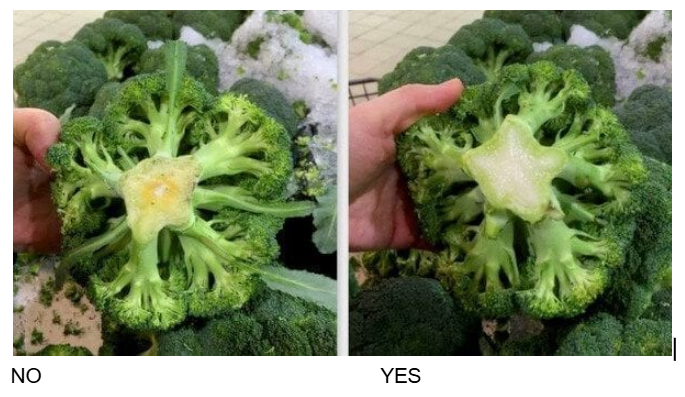 Choosing fresh broccoli