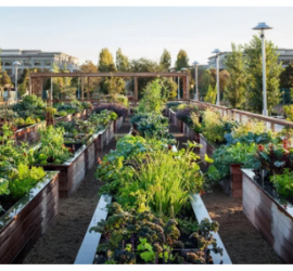 JSOSP Community Garden conceptual image