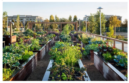 JSOSP Community Garden conceptual image