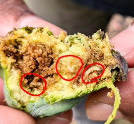 Black Fig Fly larvae