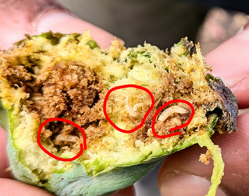 Black Fig Fly larvae