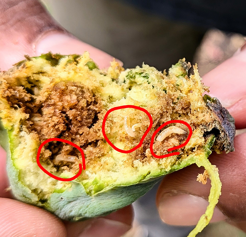 Black Fig Fly larvae