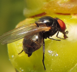 Black Fig Fly