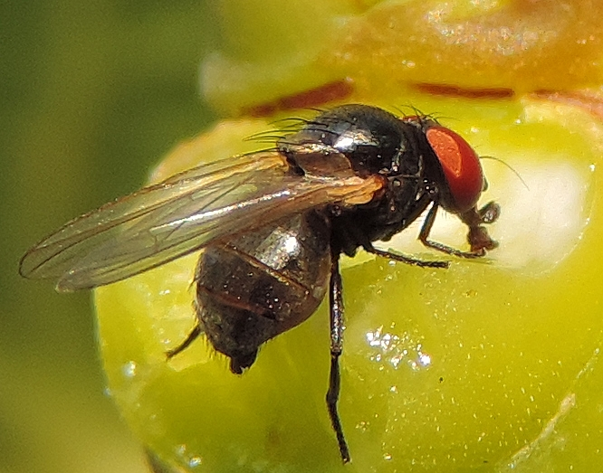 Black Fig Fly