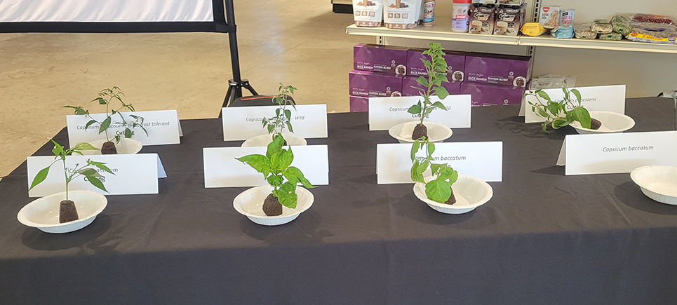 Capsicum species