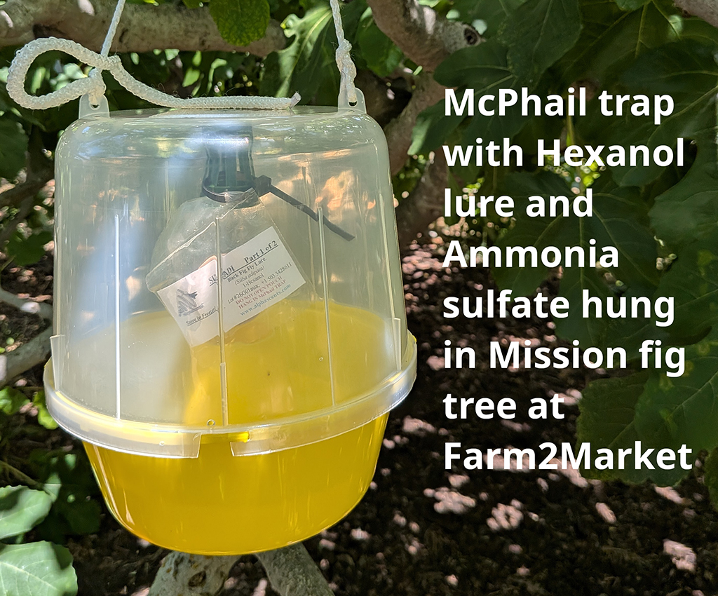 McPhail trap