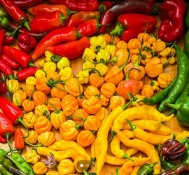 Growing peppers