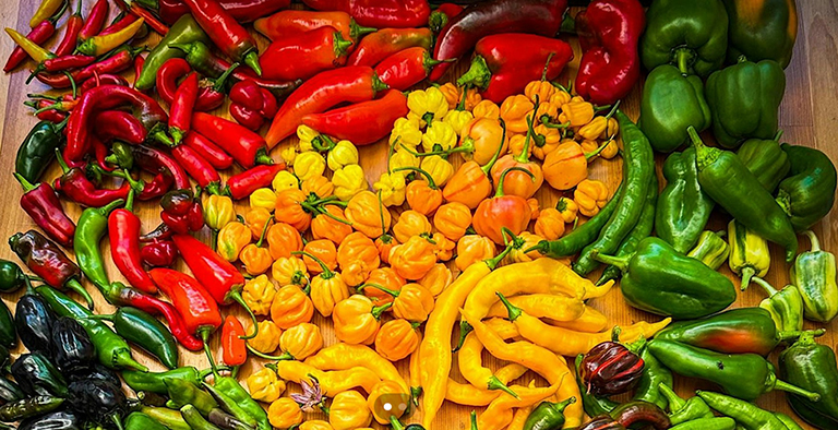 Growing peppers