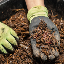Vermiculture - worm composting